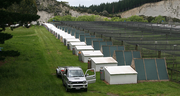 Pheasant Breeding in New Zealand