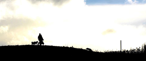 Pheasant Shooting at Tuna Nui, Hawkes Bay