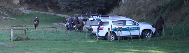 Pheasant Shooting at Whanawhana, NZ